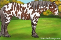 Horse Color:Liver Chestnut Frame Appaloosa 