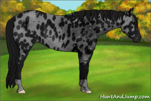 Horse Color: ERROR: UNKNOWN ANOMALY