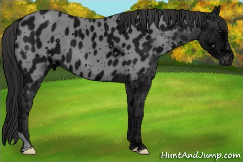 Horse Color: ERROR: UNKNOWN ANOMALY