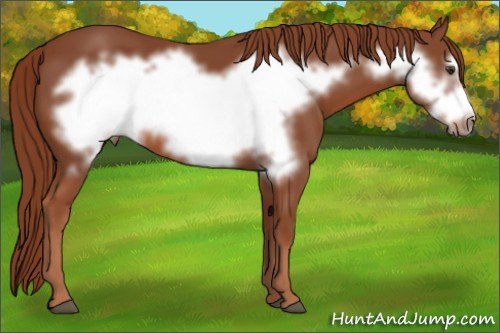 Horse Color: Liver Chestnut Frame 
