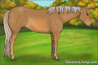 Horse Color:Gray Palomino