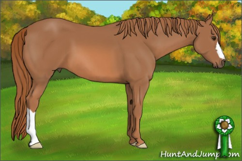 Horse Color: Chestnut 