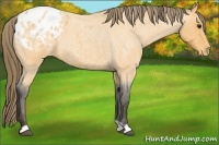 Horse Color:Buckskin Roan Appaloosa