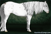 Horse Color:Bay Sabino Splash 
