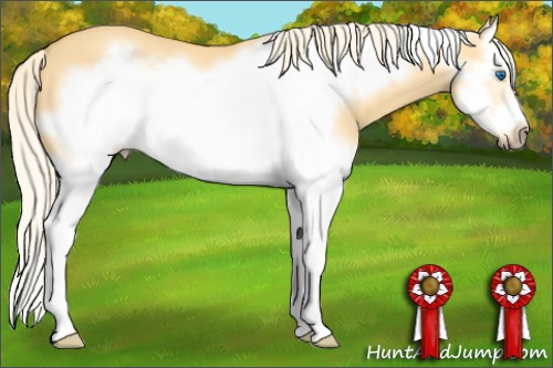 Horse Color: Unknown 