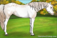 Horse Color:Chestnut Splash Frame Appaloosa 