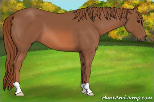 Horse Color: Chestnut 