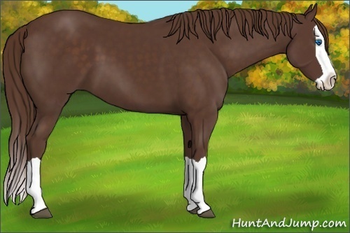 Horse Color: Liver Chestnut Splash 