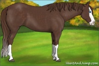 Horse Color:Liver Chestnut Splash 
