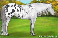 Horse Color:Brown Appaloosa 