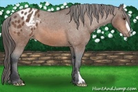 Horse Color:Bay Appaloosa 