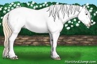 Horse Color:Chestnut Snowcap 