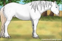 Horse Color:Buckskin Pearl Blanket 