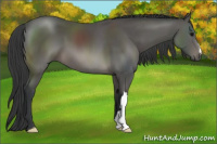 Horse Color:Brown 