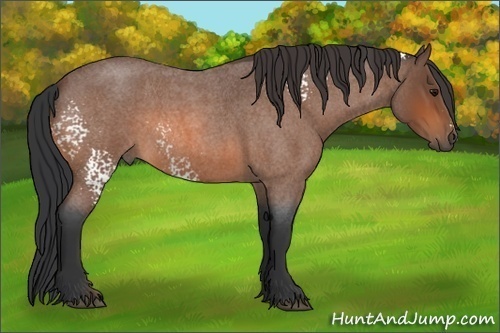 Horse Color: White Spotted Bay Roan 