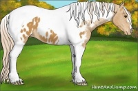 Horse Color:Palomino Tobiano Blanket 