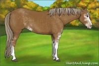 Horse Color:Chocolate Palomino Sabino 