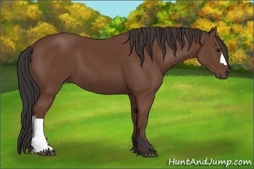 Horse Color: Bay 