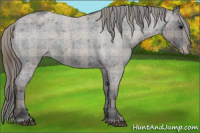 Horse Color:Plaid  Blue Roan Appaloosa Rabicano 