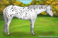Horse Color:Black Appaloosa 