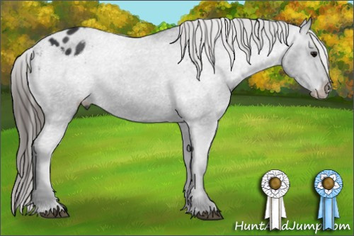 Horse Color: Black Varnish Rabicano 