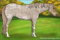 Horse Color:Chocolate Palomino Ice Roan 