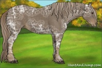 Horse Color:Chocolate Palomino Ice 