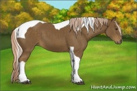 Horse Color:Chocolate Palomino Tobiano 