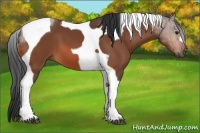 Horse Color:Bay Tobiano 