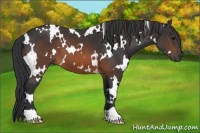 Horse Color:White Spotted Brown 