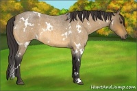 Horse Color:White Spotted Buckskin Roan 