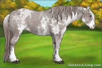 Horse Color:White Spotted Liver Chestnut Ice Varnish 