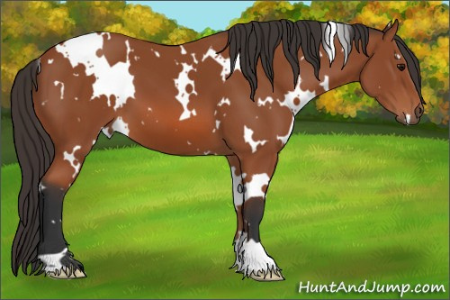 Horse Color: White Spotted Bay 