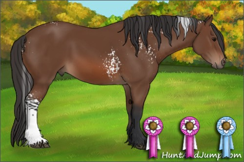Horse Color: White Spotted Bay 