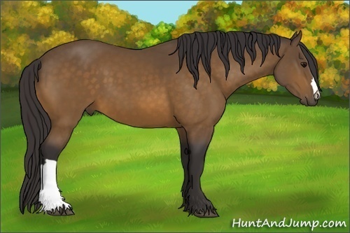 Horse Color: Buckskin 