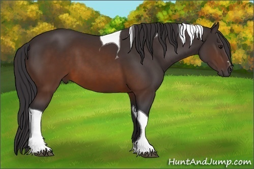 Horse Color: Buckskin Sabino Tobiano 