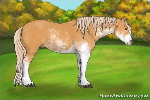 Horse Color: Chocolate Palomino Sabino 