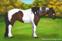 Horse Color:Bay Tobiano 