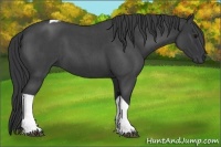 Horse Color:Blue Roan Tobiano 