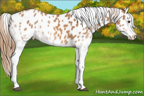 Horse Color: White Spotted Chestnut Near Leopard 