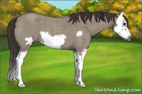 Horse Color:Smoky Grullo Roan Splash Frame 