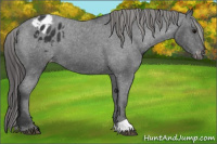 Horse Color:Brown Appaloosa 