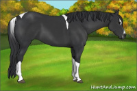 Horse Color:Black Sabino Tobiano 