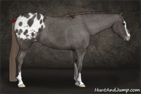 Horse Color:Smoky Black Sabino Appaloosa