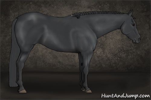 Horse Color: Black 