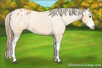 Horse Color:Buckskin Splash Blanket Rabicano 