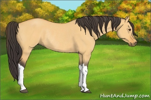 Horse Color: Buckskin Dun Rabicano 