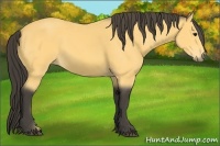 Horse Color:Buckskin Sabino 