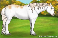 Horse Color:White Spotted Gold Cream Champagne Splash Frame Rabicano