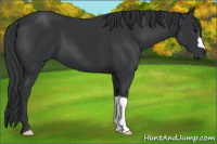 Horse Color:Black 